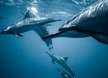 乔丹邓肯组队！我们用梦幻选秀组建出了历史最强球队！